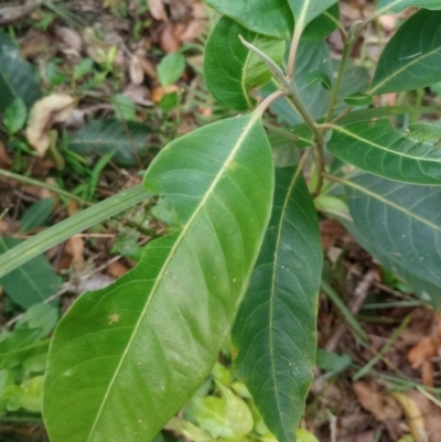 Rhodomyrtus psidioides (native guava) at The Gap, NSW - 4 Jan 2024 by poszum