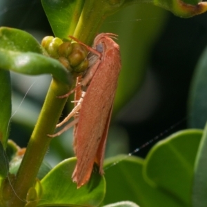 Garrha (genus) at Murrumbateman, NSW - 6 Jan 2024