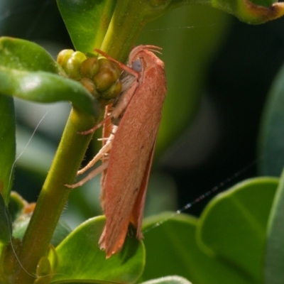 Garrha (genus) (A concealer moth) at Murrumbateman, NSW - 6 Jan 2024 by amiessmacro