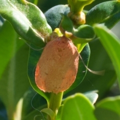 Garrha (genus) at Murrumbateman, NSW - 6 Jan 2024