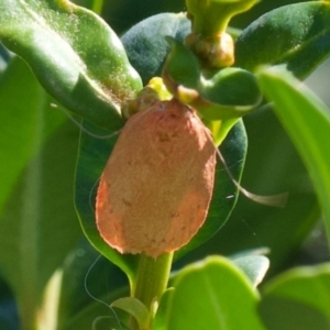 Garrha (genus) at Murrumbateman, NSW - 6 Jan 2024 11:41 AM