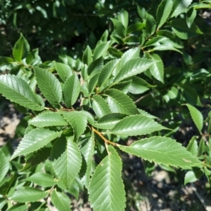 Ulmus procera at Yarralumla, ACT - 6 Jan 2024