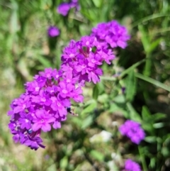 Verbena rigida var. rigida (Veined Verbena) at Yarralumla, ACT - 6 Jan 2024 by jpittock