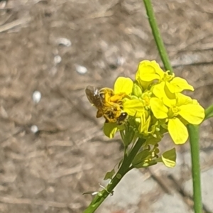 Lasioglossum (Chilalictus) sp. (genus & subgenus) at Debenham St Pedestrian Parkland (DBP) - 6 Jan 2024