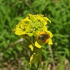 Lasioglossum (Chilalictus) sp. (genus & subgenus) at Debenham St Pedestrian Parkland (DBP) - 6 Jan 2024