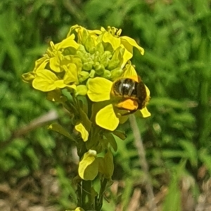 Lasioglossum (Chilalictus) sp. (genus & subgenus) at Debenham St Pedestrian Parkland (DBP) - 6 Jan 2024