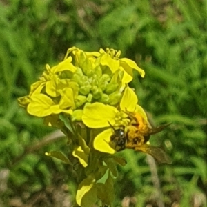 Lasioglossum (Chilalictus) sp. (genus & subgenus) at Debenham St Pedestrian Parkland (DBP) - 6 Jan 2024 11:40 AM