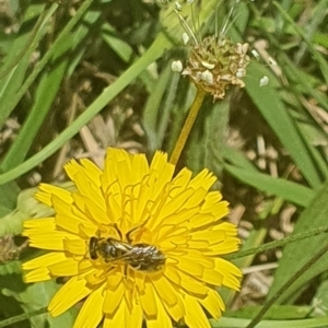 Lasioglossum (Chilalictus) sp. (genus & subgenus) at Debenham St Pedestrian Parkland (DBP) - 6 Jan 2024 11:39 AM