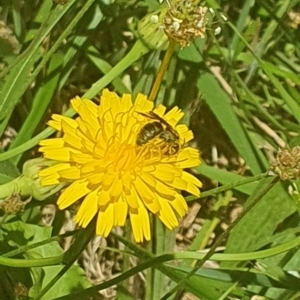 Lasioglossum (Chilalictus) sp. (genus & subgenus) at Debenham St Pedestrian Parkland (DBP) - 6 Jan 2024