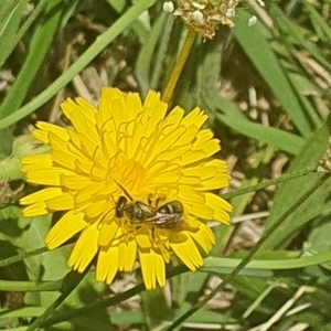 Lasioglossum (Chilalictus) sp. (genus & subgenus) at Debenham St Pedestrian Parkland (DBP) - 6 Jan 2024 11:39 AM