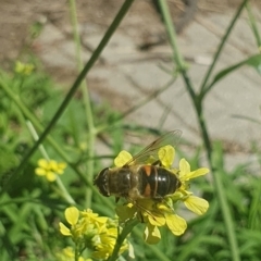 Eristalis tenax (Drone fly) at Debenham St Pedestrian Parkland (DBP) - 6 Jan 2024 by ChrisBenwah