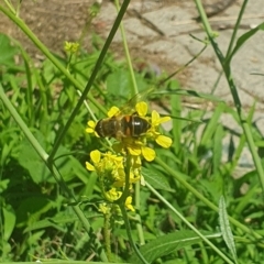 Eristalis tenax at Debenham St Pedestrian Parkland (DBP) - 6 Jan 2024 11:26 AM