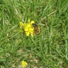 Eristalis tenax at Debenham St Pedestrian Parkland (DBP) - 6 Jan 2024 11:26 AM