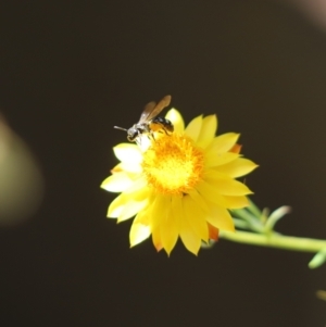 Lasioglossum (Chilalictus) sp. (genus & subgenus) at Cook, ACT - 23 Dec 2023