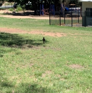 Gymnorhina tibicen at Garran, ACT - 6 Jan 2024