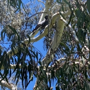 Gymnorhina tibicen at Garran, ACT - 6 Jan 2024