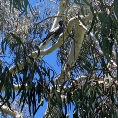 Gymnorhina tibicen (Australian Magpie) at Garran, ACT - 6 Jan 2024 by magpielover52