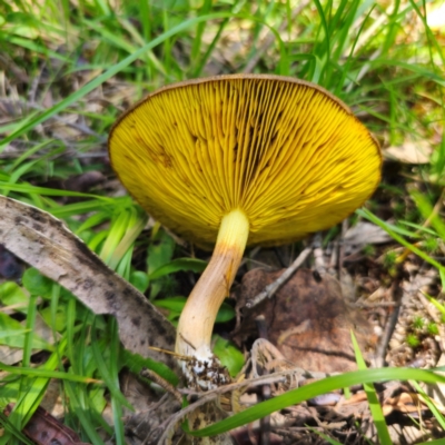 Phylloporus sp. (Phylloporus sp.) at Captains Flat, NSW - 6 Jan 2024 by Csteele4