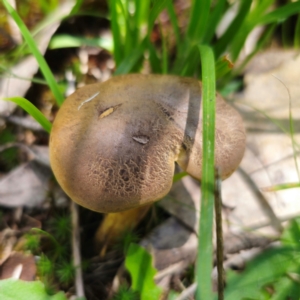 Phylloporus sp. at QPRC LGA - 6 Jan 2024