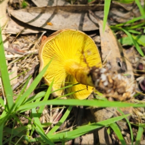 Phylloporus sp. at QPRC LGA - 6 Jan 2024