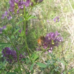 Apis mellifera at Debenham St Pedestrian Parkland (DBP) - 6 Jan 2024