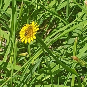 Apis mellifera at Debenham St Pedestrian Parkland (DBP) - 6 Jan 2024 11:10 AM