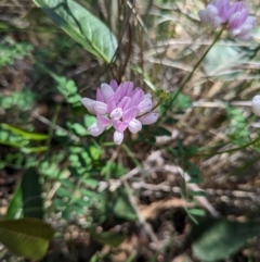 Securigera varia (Crown Vetch) at O'Connor, ACT - 6 Jan 2024 by WalterEgo