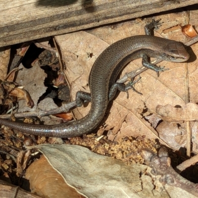 Lampropholis delicata (Delicate Skink) at Watson, ACT - 5 Jan 2024 by AniseStar