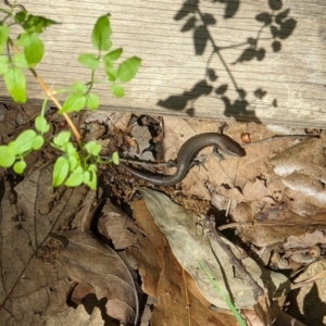 Lampropholis delicata at Watson, ACT - suppressed