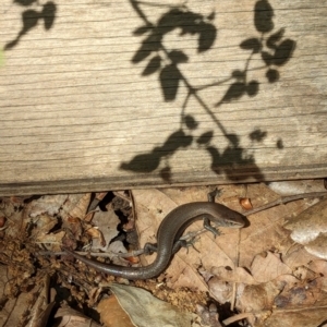 Lampropholis delicata at Watson, ACT - suppressed