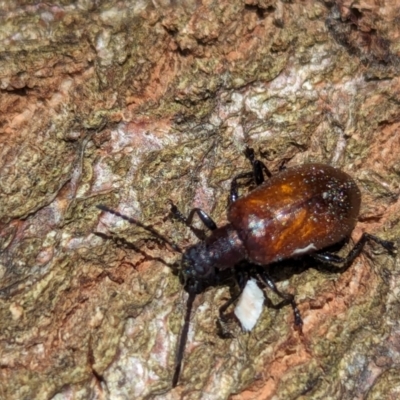 Ecnolagria grandis (Honeybrown beetle) at Watson Green Space - 6 Jan 2024 by AniseStar