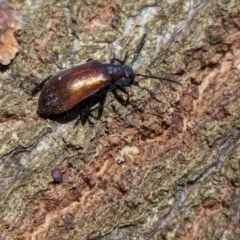 Ecnolagria grandis at Watson Green Space - 6 Jan 2024