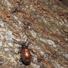 Ecnolagria grandis at Watson Green Space - 6 Jan 2024 01:12 PM