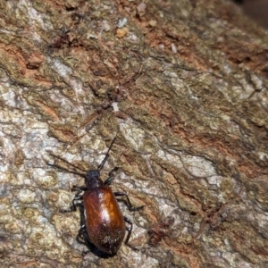 Ecnolagria grandis at Watson Green Space - 6 Jan 2024