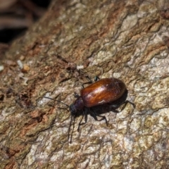 Ecnolagria grandis at Watson Green Space - 6 Jan 2024 01:12 PM