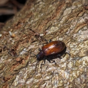 Ecnolagria grandis at Watson Green Space - 6 Jan 2024 01:12 PM