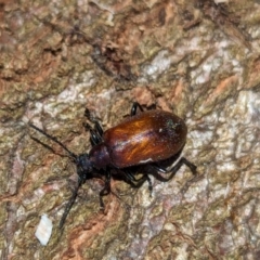 Ecnolagria grandis at Watson Green Space - 6 Jan 2024