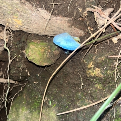 Entoloma sp. (Entoloma) at Maroon, QLD - 6 Jan 2024 by Taylamill