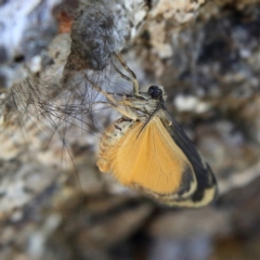 Anestia (genus) (A tiger moth) at Higgins Woodland - 6 Jan 2024 by Trevor
