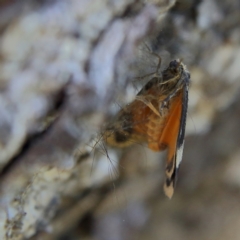 Anestia (genus) at Higgins Woodland - 6 Jan 2024 01:17 PM