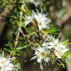 Australozethus sp. (genus) (Potter wasp) at Captains Flat, NSW - 6 Jan 2024 by Csteele4