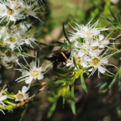 Australozethus sp. (genus) at QPRC LGA - 6 Jan 2024