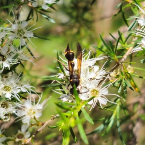 Australozethus sp. (genus) at QPRC LGA - 6 Jan 2024