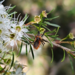 Gminatus australis (Orange assassin bug) at Captains Flat, NSW - 6 Jan 2024 by Csteele4