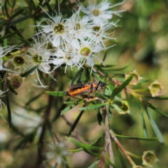 Gminatus australis at QPRC LGA - 6 Jan 2024