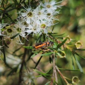 Gminatus australis at QPRC LGA - 6 Jan 2024