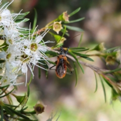 Gminatus australis at QPRC LGA - 6 Jan 2024