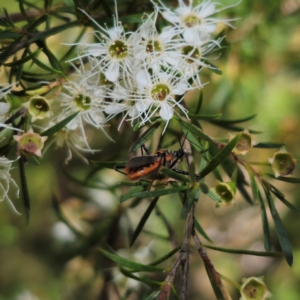 Gminatus australis at QPRC LGA - 6 Jan 2024