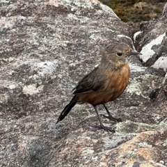 Origma solitaria (Rockwarbler) at Morton National Park - 6 Jan 2024 by Steve818
