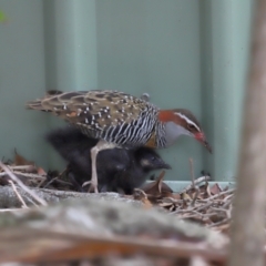 Gallirallus philippensis (Buff-banded Rail) at Brisbane City, QLD - 4 Jan 2024 by TimL